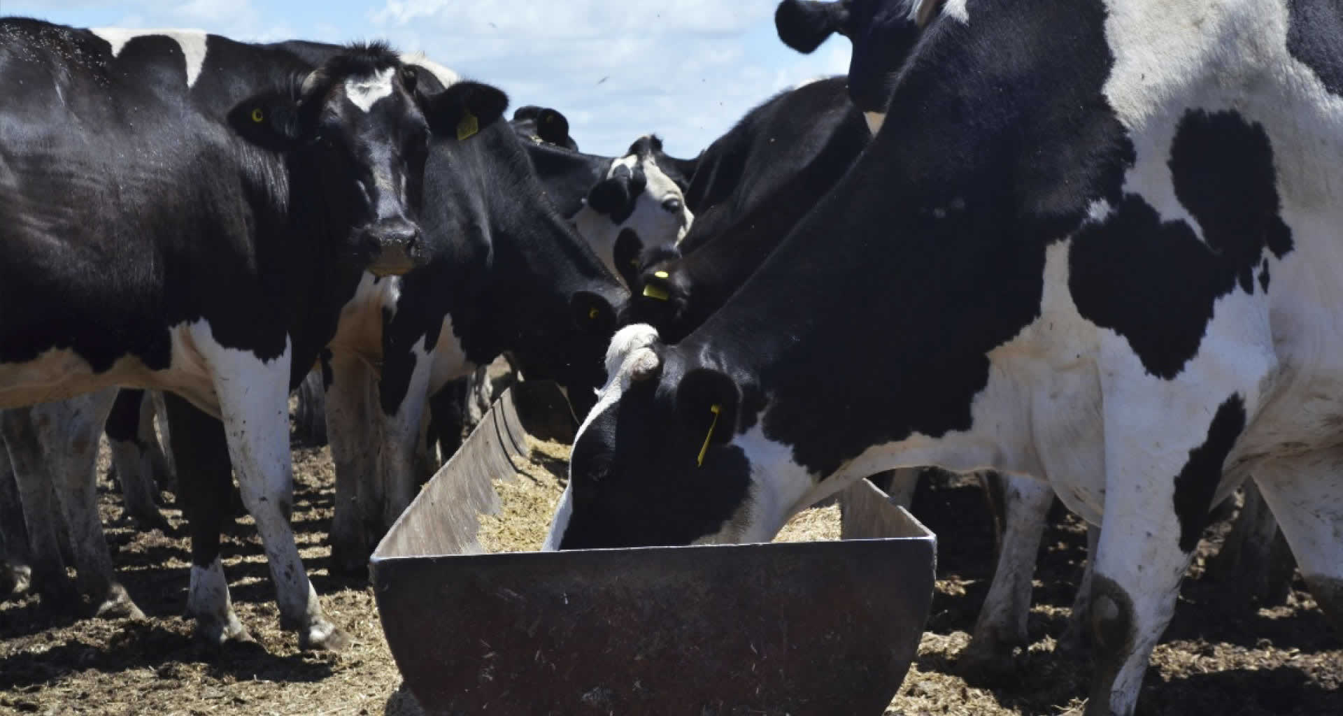 Servicios de Consultoría